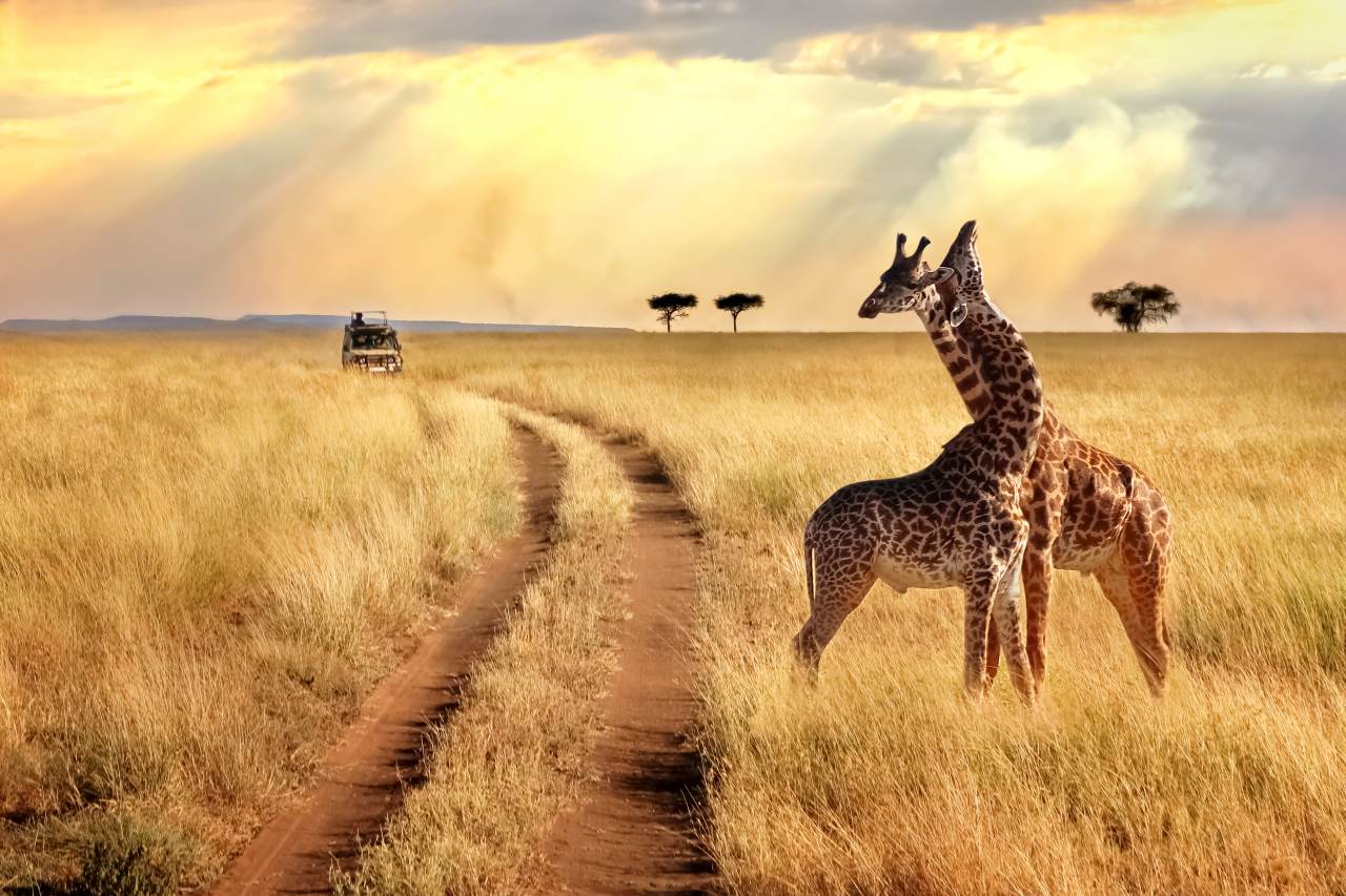 Self drive safari in South Africa by Star Car Rental car hire in Cape Town