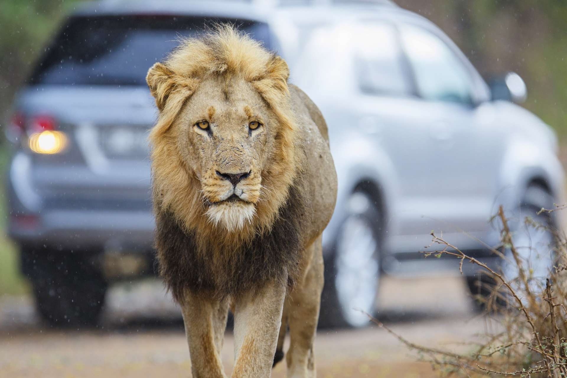 How To Plan A Self-Drive Safari In South Africa